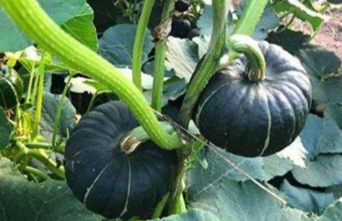 网红阿姨在网上吃瓜 第1张 网红阿姨在网上吃瓜 第1张